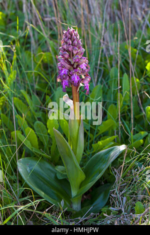 Giant Orchid Barlia Robertiana wachsen neben Wanderweg Camargue Nature Reserve Frankreich Stockfoto