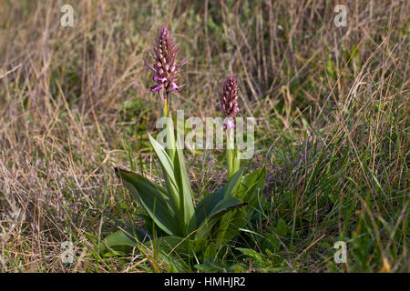 Giant Orchid Barlia Robertiana wachsen neben Wanderweg Camargue Nature Reserve Frankreich Stockfoto