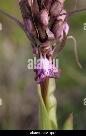 Giant Orchid Barlia Robertiana Nahaufnahme von Florette wachsen neben Wanderweg Camargue Nature Reserve Frankreich Stockfoto