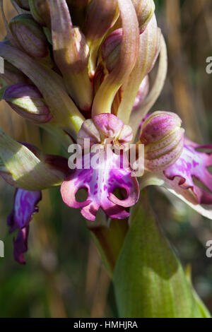 Giant Orchid Barlia Robertiana Nahaufnahme von Florette wachsen neben Wanderweg Camargue Nature Reserve Frankreich Stockfoto