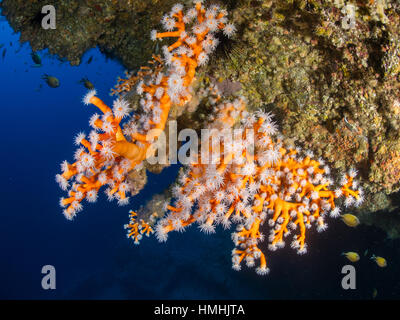 Baum Korallen (Dendrophyllia Ramea), La Graciosa, Lanzarote, Kanarische Inseln Stockfoto