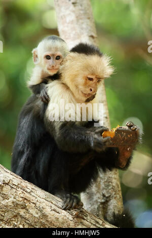 Weibliche White-faced Capuchin Affen (Cebus Capucinus) mit Baby, ernähren sich von der Frucht des Baumes rosa Dusche (Cassia Grandis). Palo Verde Nationalpark, Guana Stockfoto