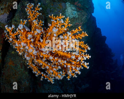 Baum Korallen (Dendrophyllia Ramea), La Graciosa, Lanzarote, Kanarische Inseln Stockfoto