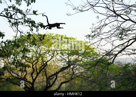 Jaguaren Brüllaffen (Alouatta Palliata) springen zwischen den Bäumen. Tropischen Trockenwald. Nationalpark Palo Verde, Guanacaste, Costa Rica. Stockfoto