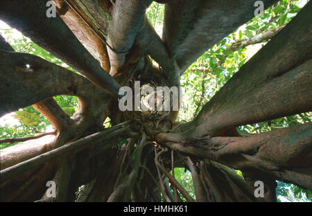 Blick nach oben in Würgefeige (Ficus sp.), wo früher Wirtsbaum stand (jetzt starb verrottete entfernt). Tiefland-Regenwald, die Halbinsel Osa, Costa Rica Stockfoto