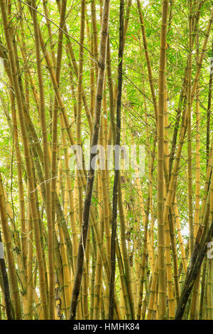 Gemeinsamen Bambus (Bambusa Vulgaris). Tiefland-Regenwald in Manuel Antonio Nationalpark, Costa Rica Stockfoto