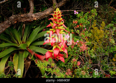 Bromelie (Werauhia Ororiensis). In der Nähe des Kraters im Poás Vulkan-Nationalpark, Costa Rica Stockfoto