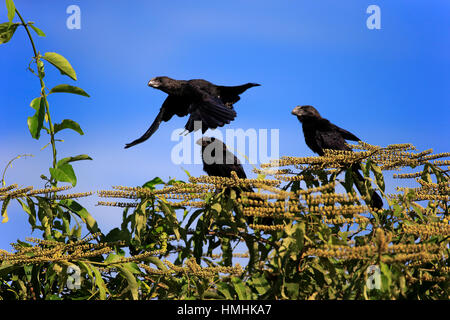 Smoothbilled Ani, (Crotophaga Ani), Familie auf Baum, fliegen, Pantanal, Mato Grosso, Brasilien, Südamerika Stockfoto