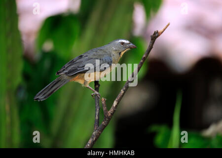 Gräulich Saltator /(Saltator coerulescens) am Baum, Pantanal, Mato Grosso, Brasilien, Südamerika Stockfoto