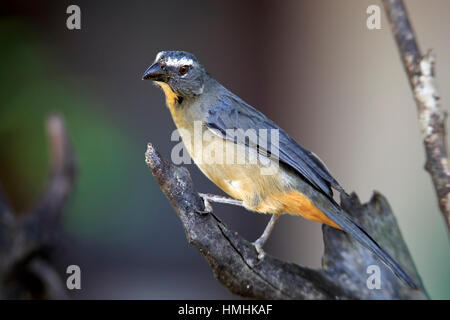 Gräulich Saltator /(Saltator coerulescens) am Baum, Pantanal, Mato Grosso, Brasilien, Südamerika Stockfoto