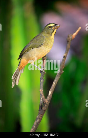 Gräulich Saltator /(Saltator coerulescens) am Baum, Pantanal, Mato Grosso, Brasilien, Südamerika Stockfoto