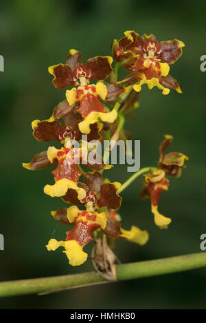 Orchidee (Oncidium Parviflorum) im Wald in der Nähe von Monteverde Nebelwald zu bewahren, Tiaran, Costa Rica Stockfoto