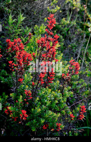 Der Indian Paintbrush Blumen (Castilleja SP.) in der Nähe der aktiven Kraters in Irazú Vulkan-Nationalpark, Costa Rica Stockfoto