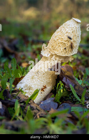 Stinkmorchel (Phallus Impudicus) komplett mit Insekten auf Edmund Common. Stockfoto