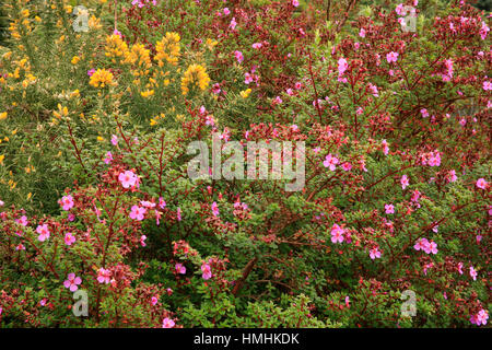 Melastoma der Vulkane Blumen (Monochaetum Vulcanicum) und gelbe gemeinsame Stechginster (Ulex Europaeus) in der Nähe des Kraters im Nationalpark Poás Vulkan Stockfoto