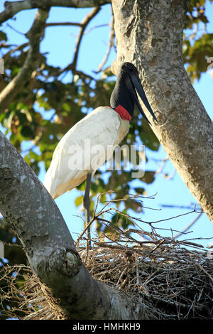 Jabiru (Jabiru Mycteria), Erwachsene auf Nest, Pantanal, Mato Grosso, Brasilien, Südamerika Stockfoto