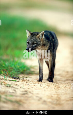 Crab-Eating Fox (Cerdocyon TEUR), Erwachsene Warnung, Pantanal, Mato Grosso, Brasilien, Südamerika Stockfoto