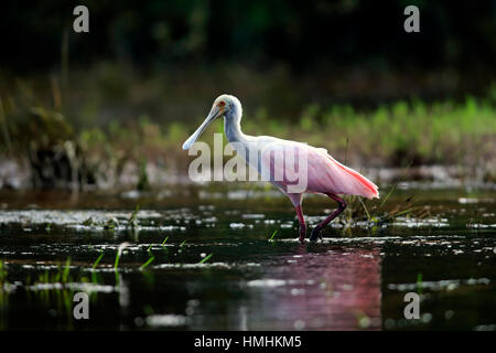 Rosige Löffler, (Ajaia Ajaja), Erwachsene im Wasser auf der Suche nach Nahrung, Pantanal, Mato Grosso, Brasilien, Südamerika Stockfoto