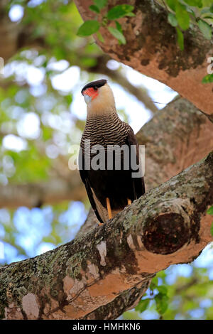 Crested Caracara, (Caracara Plancus), Erwachsene auf Zweig, Pantanal, Mato Grosso, Brasilien, Südamerika Stockfoto