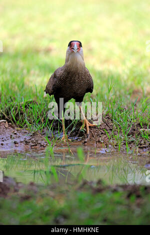 Crested Caracara, (Caracara Plancus), Erwachsene im Wasser, Pantanal, Mato Grosso, Brasilien, Südamerika Stockfoto