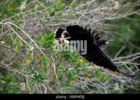 Große Black Hawk, (Buteogallus Urubitinga), Erwachsenen fliegen, Pantanal, Mato Grosso, Brasilien, Südamerika Stockfoto