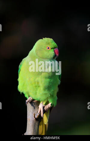 Halsbandsittich, (geflohen waren), Erwachsene auf Baum, Mannheim, Deutschland, Europa Stockfoto