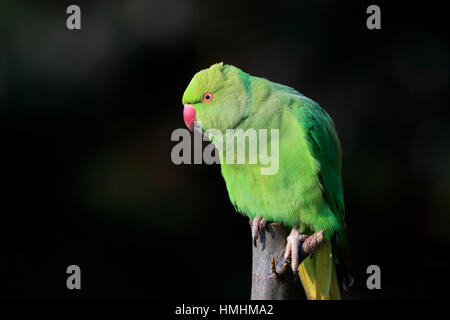 Halsbandsittich, (geflohen waren), Erwachsene auf Baum, Mannheim, Deutschland, Europa Stockfoto