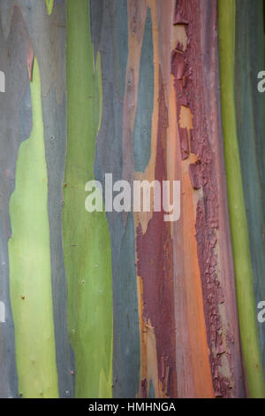 Closeup Hintergrund der farbige Baumrinde Stockfoto