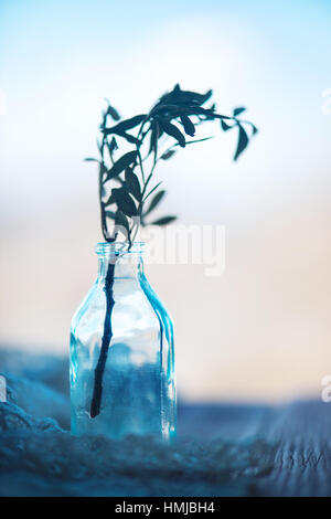 Zweig mit grünen Blättern in Glasflasche Stockfoto