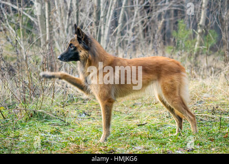 Tervuren-Hund im Garten. Belgischer Schäferhund. Stockfoto