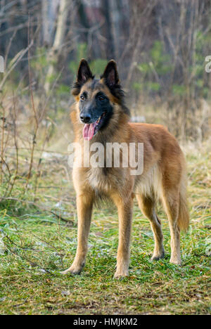 Tervuren-Hund im Garten. Belgischer Schäferhund. Stockfoto