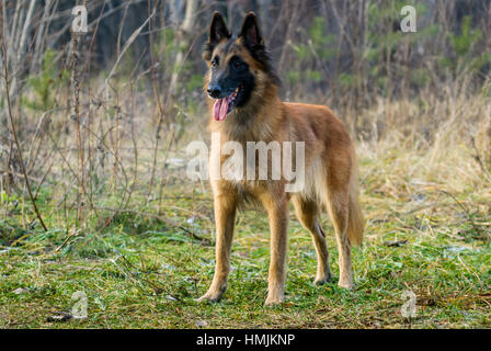 Tervuren-Hund im Garten. Belgischer Schäferhund. Stockfoto