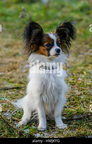 Papillon Hund (Canis Lupus Familiaris) im Garten. Stockfoto