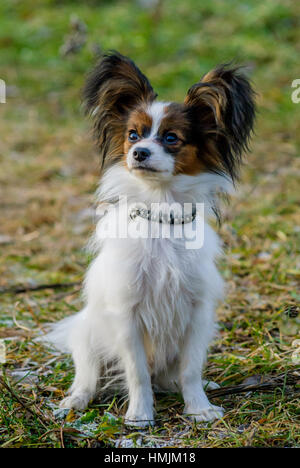 Papillon Hund (Canis Lupus Familiaris) im Garten. Stockfoto