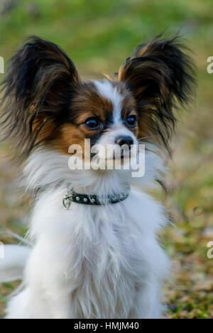 Papillon Hund (Canis Lupus Familiaris) im Garten. Stockfoto