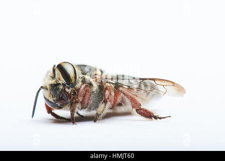 Schwarze Biene, liegend auf einem weißen Hintergrund Stockfoto
