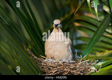 Nahaufnahme eines weißen Flügel Taube im Nest mit babes Stockfoto