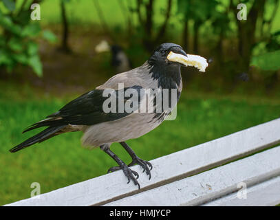 Frühstück Krähe mit einem Stück Weißbrot. Stockfoto