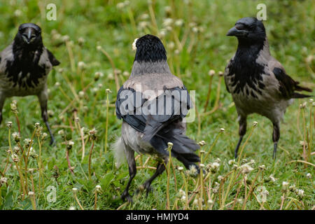 Frühstück Krähe mit einem Stück Weißbrot. Stockfoto