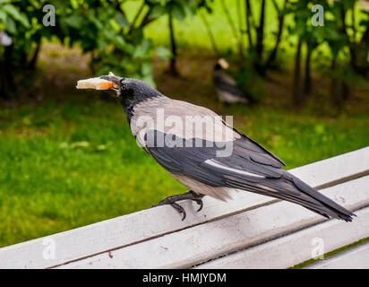 Frühstück Krähe mit einem Stück Weißbrot. Stockfoto