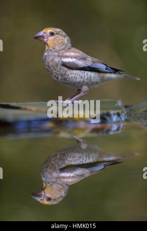 Kernbeißer (Coccothraustes Coccothraustes), Jungvogel auf Vogelbad, Reflexion, Nationalpark Kiskunság, Ungarn Stockfoto