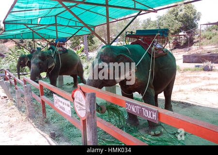 Elefanten camp mit Reiten Elefanten (Elephas Maximus Indicus), Provinz Phuket, Thailand Stockfoto