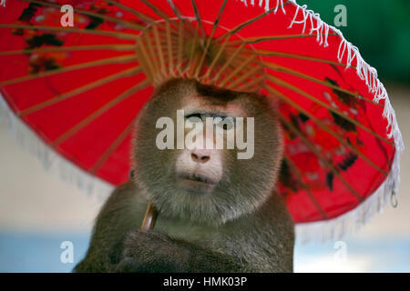 Nördlichen Schwein-tailed Macaque (Macaca Leonina) mit Sonnenschirm in touristischen zeigen, in Gefangenschaft, Provinz Phuket, Thailand Stockfoto