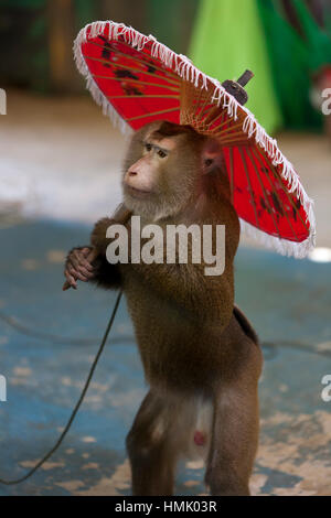 Nördlichen Schwein-tailed Macaque (Macaca Leonina) mit Sonnenschirm in touristischen zeigen, in Gefangenschaft, Provinz Phuket, Thailand Stockfoto