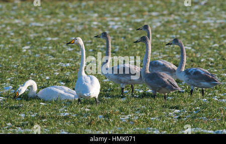 Singschwäne (Cygnus Cygnus), Erwachsene und Jugendliche, in Wiese mit Raureif, Emsland, Niedersachsen, Deutschland Stockfoto