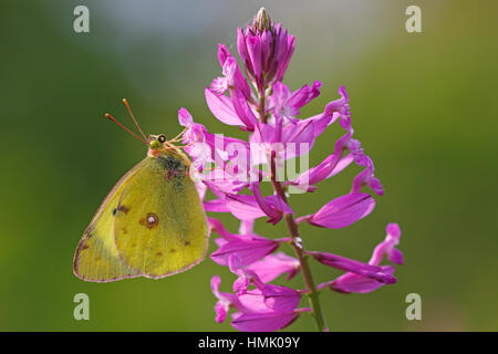 Bergers getrübten gelb (Colias Australis) sitzen auf lila Blüten, Nationalpark Balaton Oberland Stockfoto