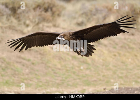 Mönchsgeier (Aegypius Monachus) im Flug, Pyrenäen, Katalonien, Spanien Stockfoto