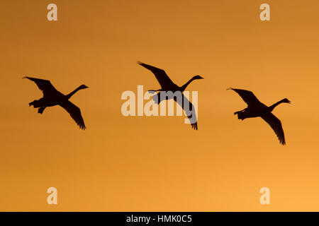 Singschwan (Cygnus Cygnus), drei Vögel im Flug bei Sonnenuntergang, Cambridgeshire, England, Vereinigtes Königreich Stockfoto