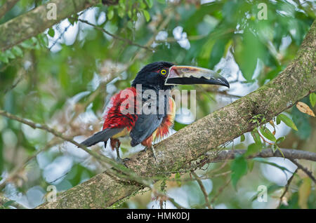 Fiery-abgerechnet (pteroglossus aracari frantzii) auf Zweig, sarapiqui, Costa Rica Stockfoto