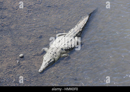 Spitzkrokodil (crocodylus acutus) in Wasser, Fluss tarcoles, Parque Nacional Carara Nationalpark, Costa Rica Stockfoto